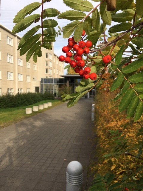 Uppsagnir á húsaleigusamningum fyrir þá íbúa sem hætta námi um áramót