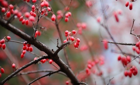 Heimavistin lokuð um jól og áramót.