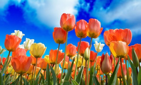 Skrifstofur lokaðar í sumar