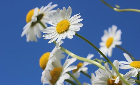 Umsóknarfrestur er til 7. júní fyrir næsta skólaár