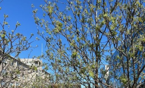 Umsóknarfrestur fyrir næsta skólaár